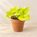 Money Plant Neon (Neon Pothos) in Lahore