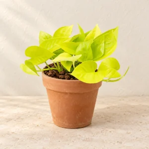 Money Plant Neon (Neon Pothos) in Lahore