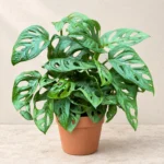 Monstera Adansonii in Lahore