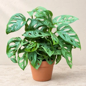 Monstera Adansonii in Lahore