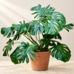 Monstera Deliciosa in Lahore