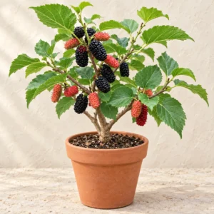 Mulberry Black (Kala Shahtoot) in Lahore