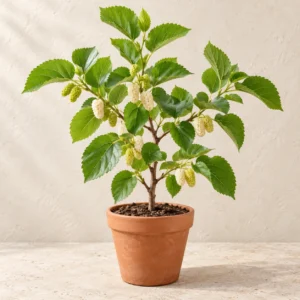 Mulberry White (Safed Shahtoot) in Lahore