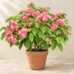 Mussaenda in Lahore