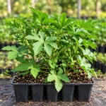 Okra Seedlings (Bhindi Paniri) in Lahore