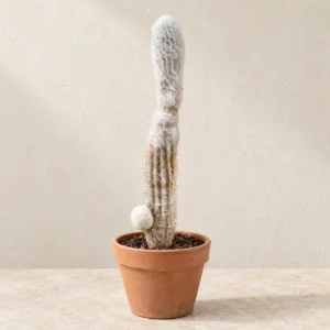Old Man Cactus in Lahore