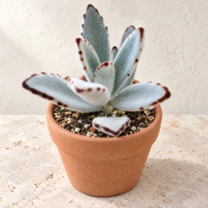 Panda Plant in Lahore