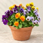 Pansy in Lahore