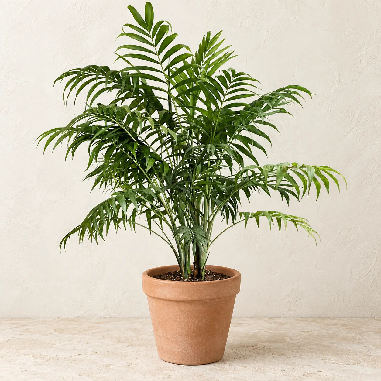 parlor-palm Parlor Palm in Lahore