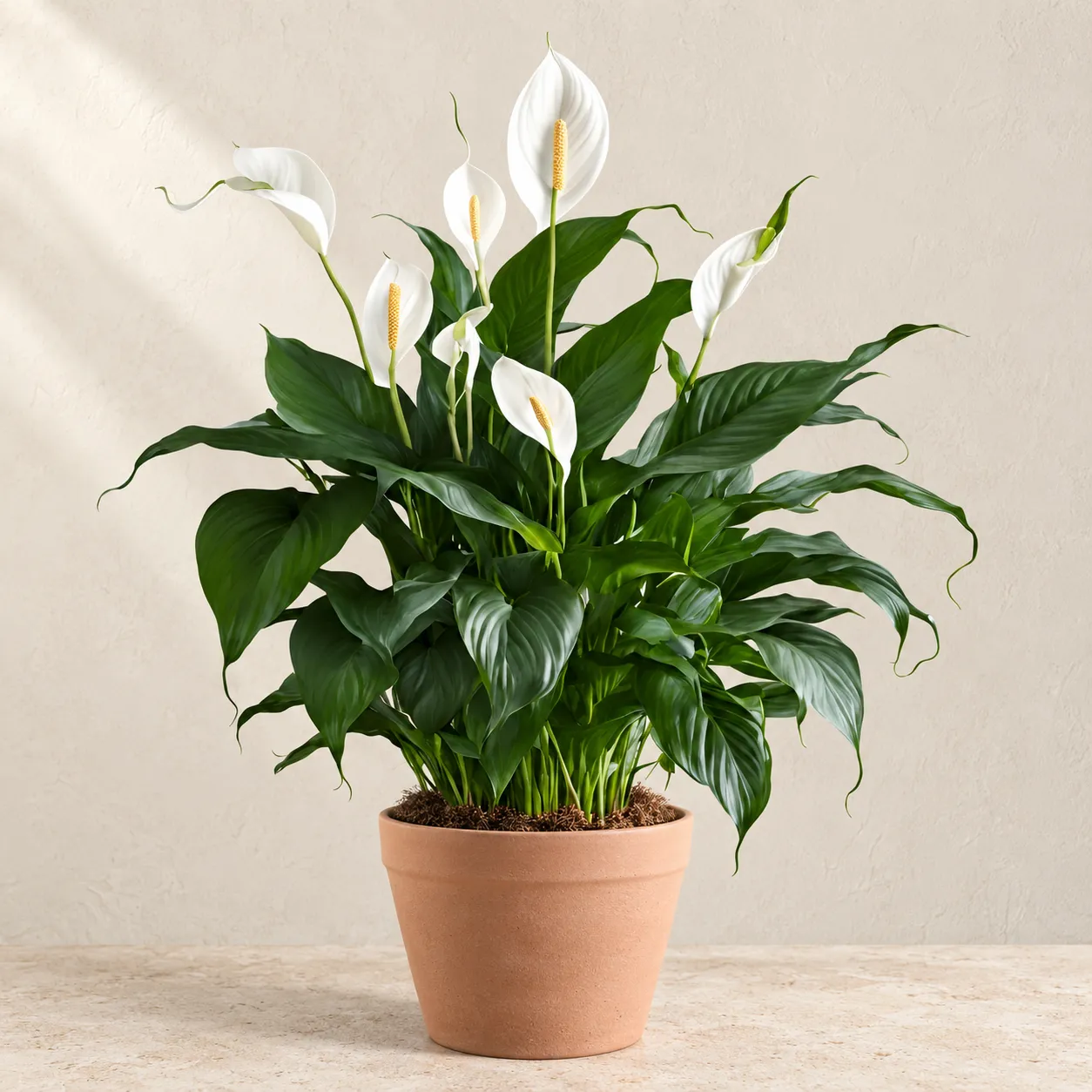 Peace Lily plant for sale in Lahore