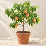 Peach in Lahore