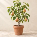 Pear in Lahore