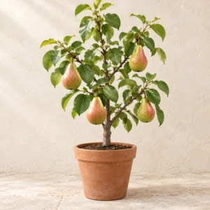 Pear in Lahore