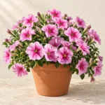 Petunia in Lahore