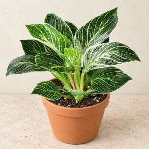 Philodendron Birkin in Lahore
