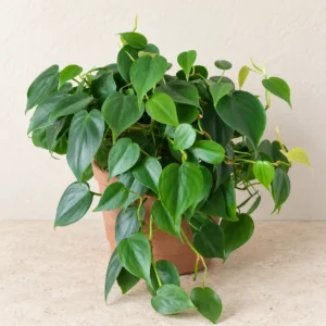 Philodendron Heartleaf in Lahore