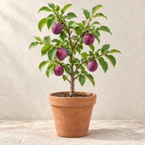 Plum in Lahore