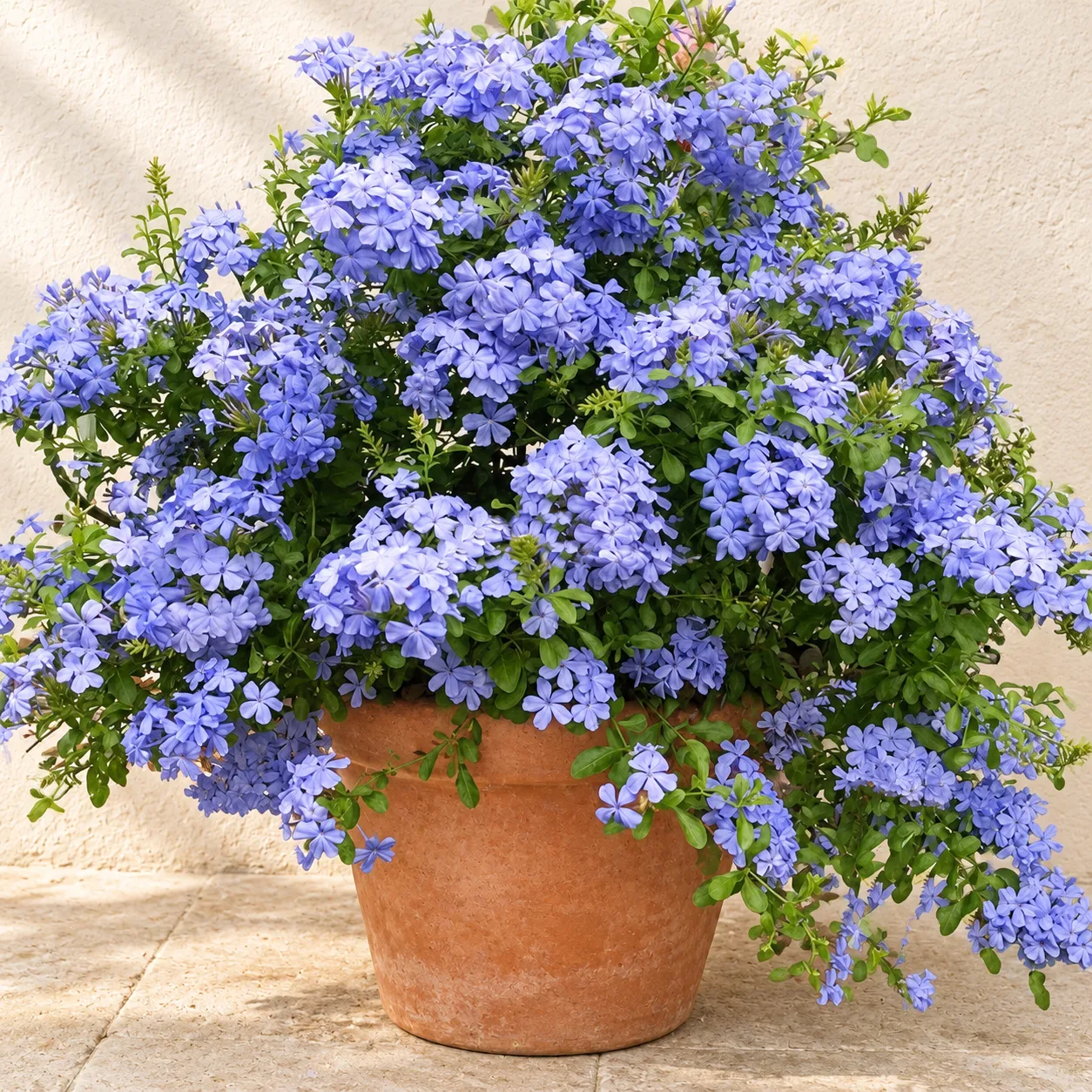 plumbago Plumbago in Lahore