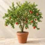 Pomegranate (Anar) in Lahore