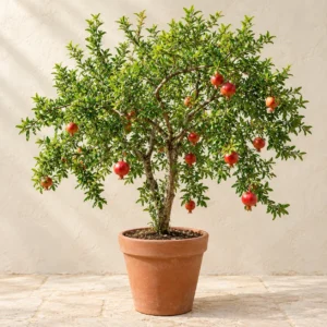Pomegranate (Anar) in Lahore