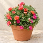 Portulaca in Lahore