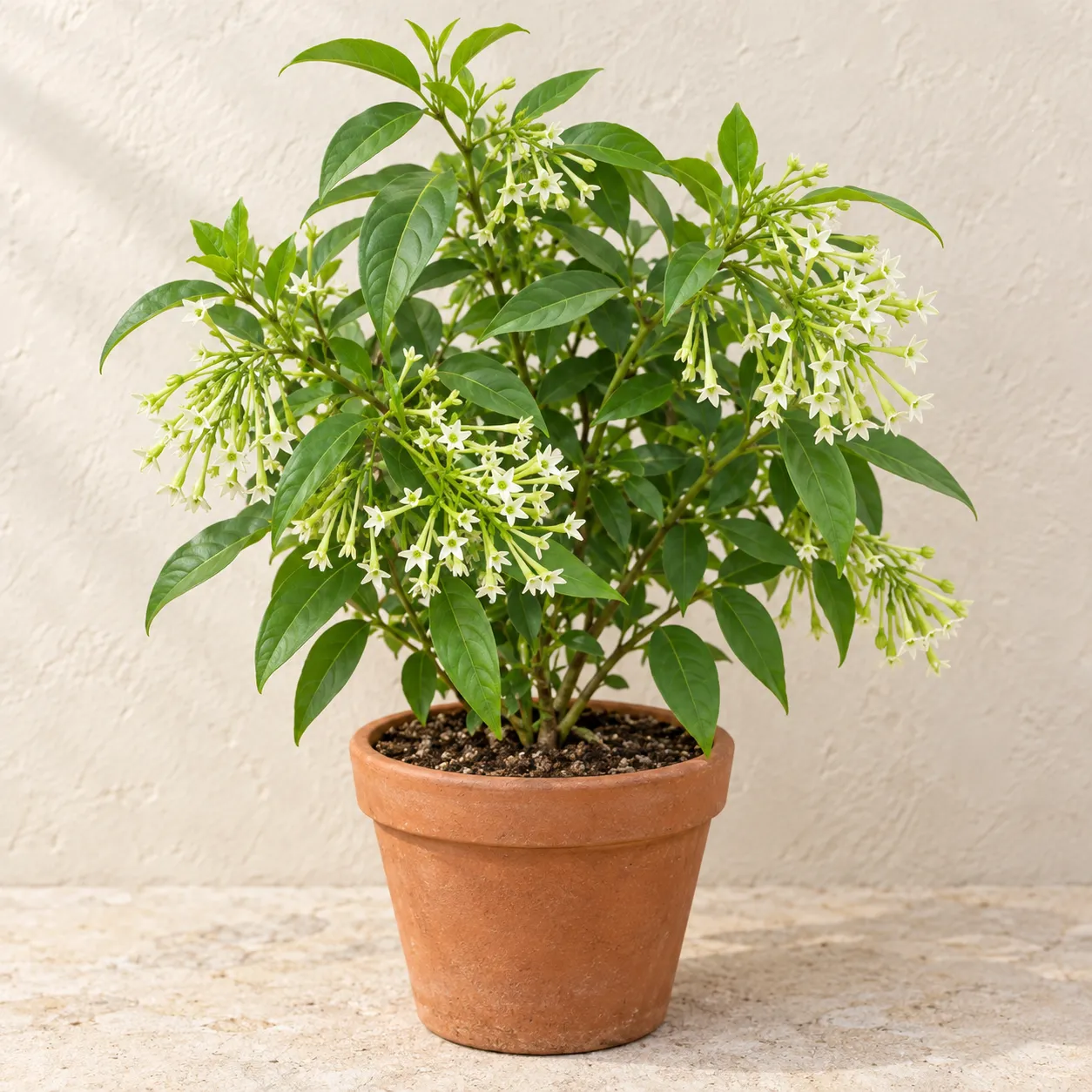 raat-ki-raani Raat Ki Rani (Night-Blooming Jasmine) in Lahore