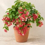 Rangoon Creeper (Madhumalti) in Lahore