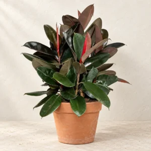 Rubber Plant Burgundy in Lahore
