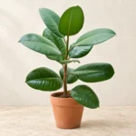 Rubber Plant Green in Lahore