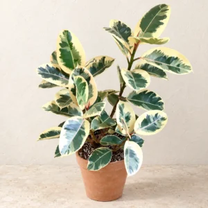 Rubber Plant Tineke in Lahore