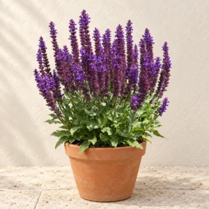 Salvia in Lahore