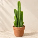 San Pedro Cactus in Lahore