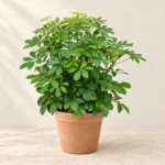 Schefflera Dwarf in Lahore