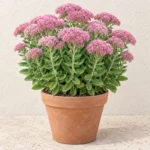 Sedum in Lahore