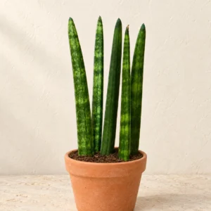 Snake Plant Cylindrica (Cylindrical Sansevieria) in Lahore