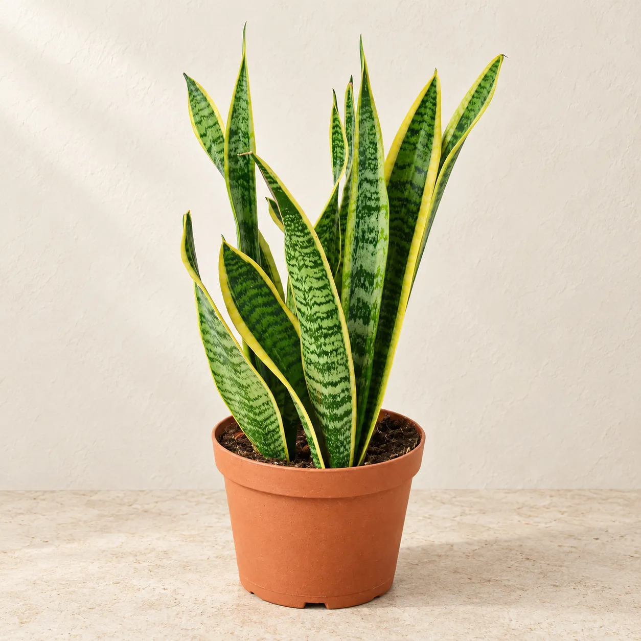 Snake Plant Laurentii for sale in Lahore