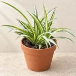 Spider Plant in Lahore