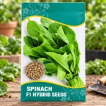 Spinach Seeds (Palak Seeds) in Lahore