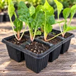 Spinach Seedlings (Palak Paniri) in Lahore