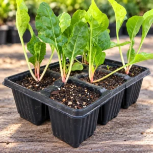 Spinach Seedlings (Palak Paniri) in Lahore