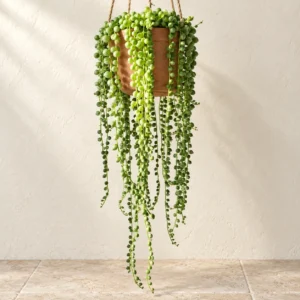 String of Pearls in Lahore