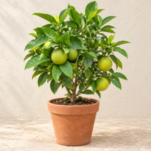Sweet Orange Mosambi (Mosambi) in Lahore