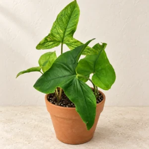 Syngonium Green in Lahore