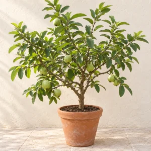 Guava White in Lahore