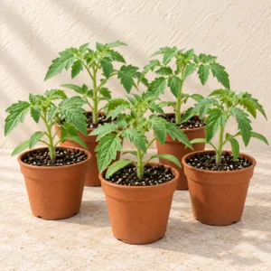 Tomato Seedlings (Tamatar Paniri) in Lahore