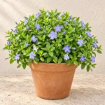Vinca in Lahore
