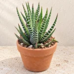 Zebra Haworthia in Lahore