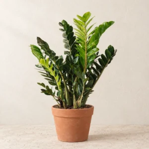 ZZ Plant in Lahore